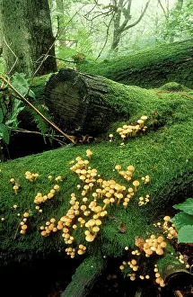 Clusters: FUNGI - SULPHUR TUFT