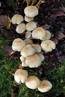 Tuft: Fungi - Sulphur Tuft