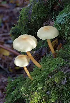 Tuft: Fungi - Sulphur Tuft