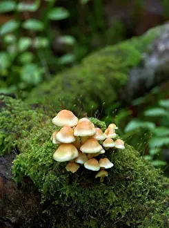 Clusters: FUNGI - Sulphur Tuft on mossy trunk, October