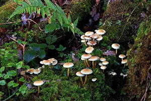 Fasciculare: FUNGI - Sulphur Tuft in its natural habitat, October