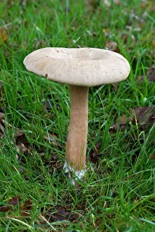 Troop: Fungi - one of a troop in grassland near deciduous