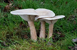 Troop: Fungi - one of a troop in grassland near deciduous