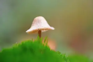 Unidentified: Fungus