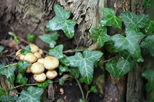 Hypholoma: Fungus