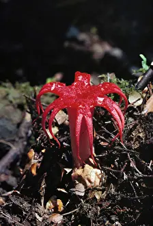 Archeri: Fungus - Attracts flies with its vile odour