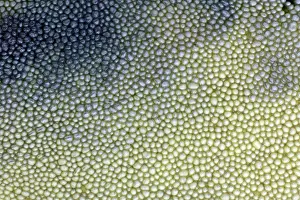 Badius: Fungus, Bay Boletus - close up study of spores
