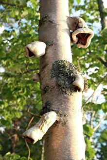 Bracket: Fungus on Birch Tree