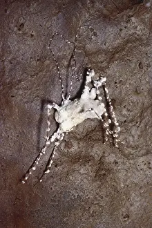 Virginia: Fungus-covered Cave Cricket