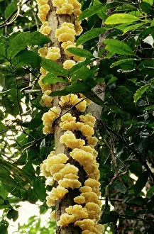 Canopy: Fungus - covering upper trunk of dying canopy tree