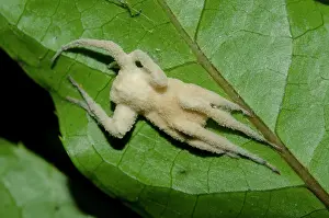 Death: Fungus on dead Spider
