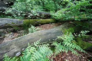 Decaying: Fungus - diverse species growing on decaying beech