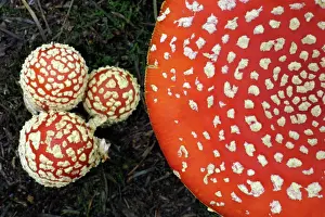 Detailed: Fungus, Fly Agaric - detailed study of 4 caps