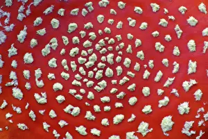 Detailed: Fungus, Fly Agaric - detailed study of cap