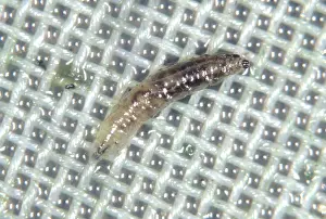 Glasshouse: Fungus fly larva