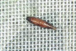 Pupae: Fungus fly pupa