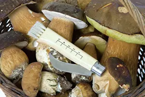Picked: Fungus - freshly picked in basket. CA pes de Bordeaux