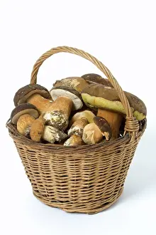 Picked: Fungus - freshly picked in basket. CA pes de Bordeaux