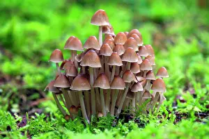 Toadstools: Fungus - fruiting bodies growing in moss - in coniferous