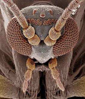 Gnats: Fungus Gnat