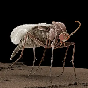 Gnats: Fungus Gnat