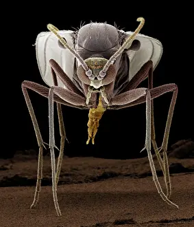 Gnats: Fungus Gnat