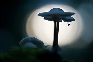 Kampina: Fungus Gnat