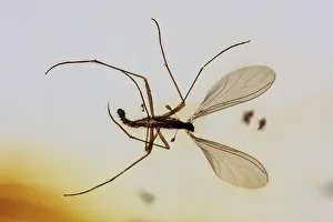 Amber: Fungus Gnat in Amber (Mycetophilidae), Colombia