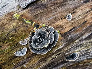150321: Fungus growing on dead tree stem, covered in frost