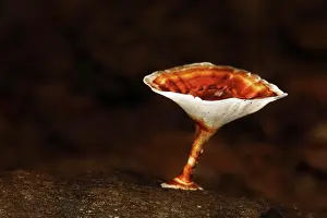 Funguses: Fungus, rainforest, Samboja, East Kalimantan, Borneo