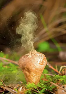 Releasing: Fungus releasing spores (Lycoperdon umbrinum), highlands