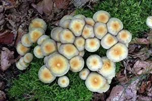 Rotten: Fungus, Sulphur Tuft - growing on rotten wood
