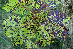 Pseudoplatanus: Fungus, Tar Spot - growing on Sycamore leaves (Acer