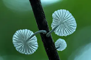Funghi: fungus, Tayrona National Park, Colombia