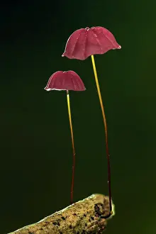 Tayrona: fungus, Tayrona National Park, Colombia