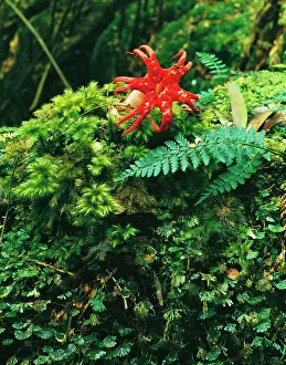 Archeri: Fungus - of temperate rainforest