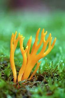 Staghorn: Fungus, Yellow Staghorn/ Jelly Antler Fungi - growing
