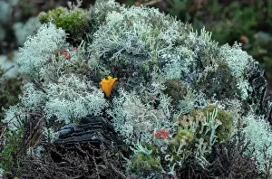 Jelly: A fungus, Yellow stagshorn, Calocera viscosa, gr