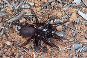 Spiders: FUNNEL-WEB SPIDER