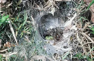 Trapped: FUNNEL-WEB SPIDER - with sawfly larvae at web entrance