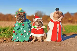Snowman: Funny adult and puppy French Bulldog dogs dressed
