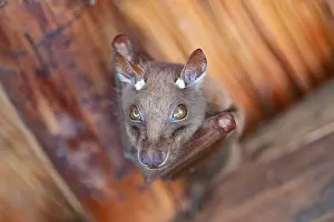 Joyful: Funny bat, looks angry, conspiratorial