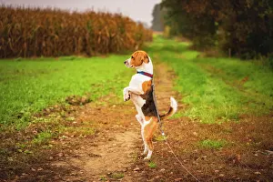 Discovery: Funny beagle dog standing on two paws observing