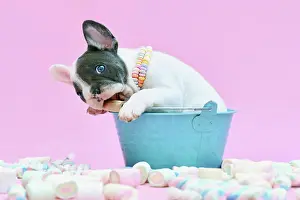 Container: Funny blue pied French Bulldog dog puppy in bucket