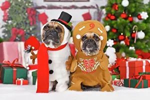 Present: Funny Christmas dogs. French Bulldogs wearing sn