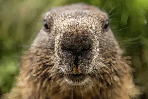 Marmot: Funny close-up of the marmot (marmota), taken in i