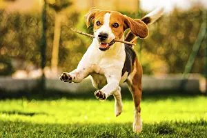 Sports: Funny Dog Beagle with a stick on a green gras during a