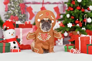 Content: Funny dog Christmas costume. French Bulldog wearing