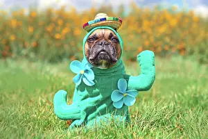 Arts: Funny dog costume. French Bulldog dressed up with