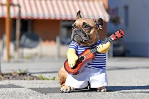 Funny dog costume on French Bulldog dressed up as